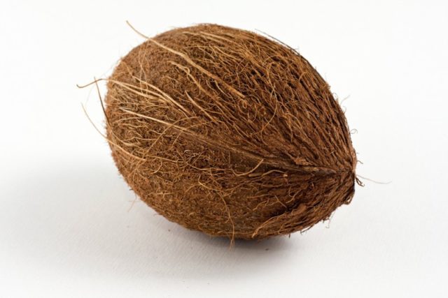 Brown coconut with dried outer layer and fibers sticking out. It has an oval shape with a soft lower shadow, on a white background.